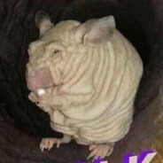 Steam Community Avatar Steam Community Avatar