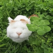 Steam Community Avatar Steam Community Avatar