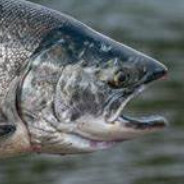 Steam Community Avatar Steam Community Avatar