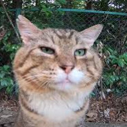 Steam Community Avatar Steam Community Avatar