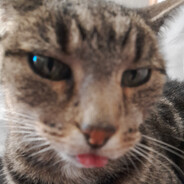 Steam Community Avatar Steam Community Avatar