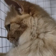 Steam Community Avatar Steam Community Avatar