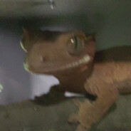 Steam Community Avatar Steam Community Avatar