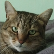 Steam Community Avatar Steam Community Avatar